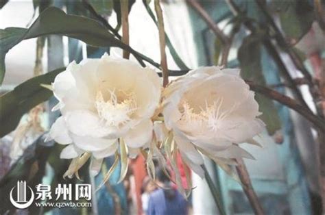 曇花開 風水|如何按照風水來擺設曇花？（特徵、方位、共同擺設的植物）